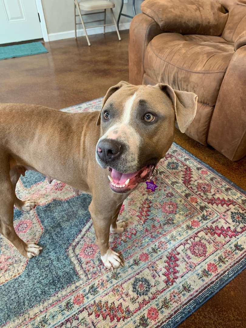 Honey, a Adopted mixed breed in San Saba, TX image 2/12