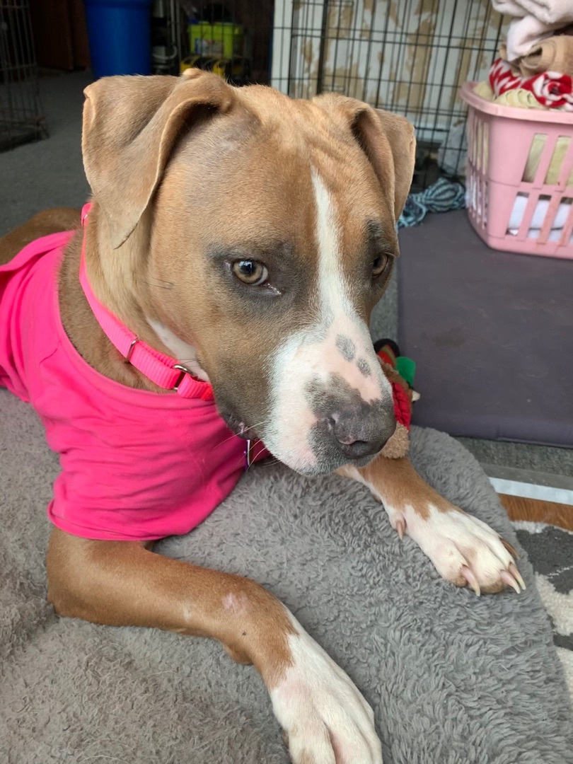 Honey, a Adopted mixed breed in San Saba, TX image 3/12