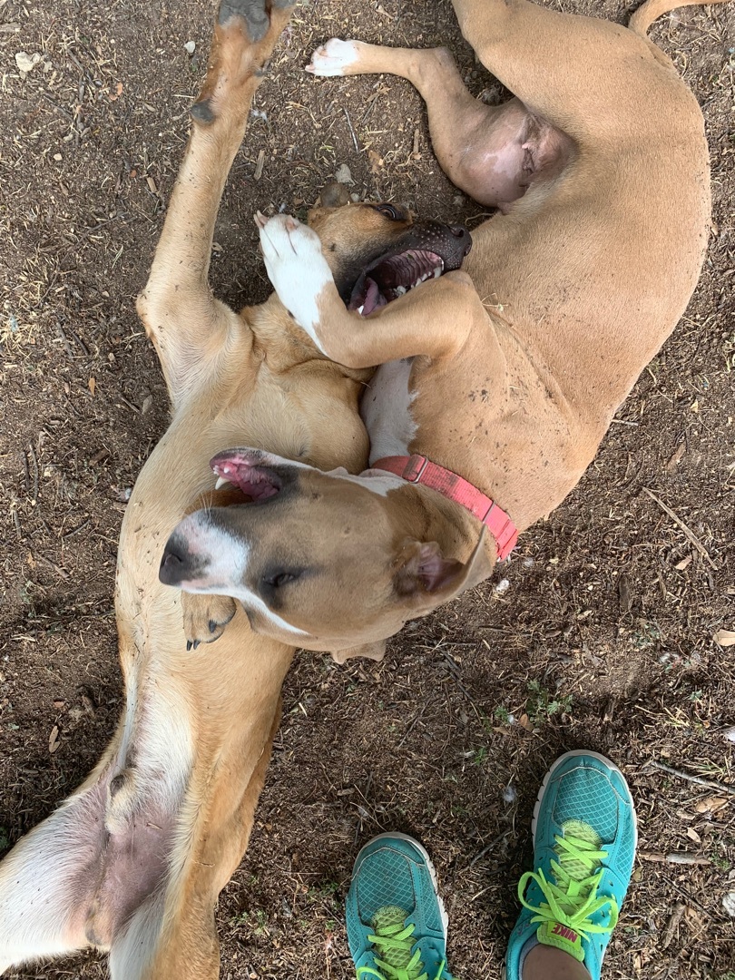 Honey, a Adopted mixed breed in San Saba, TX image 4/12