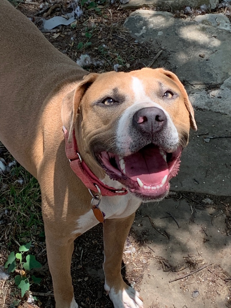 Honey, a Adopted mixed breed in San Saba, TX image 5/12