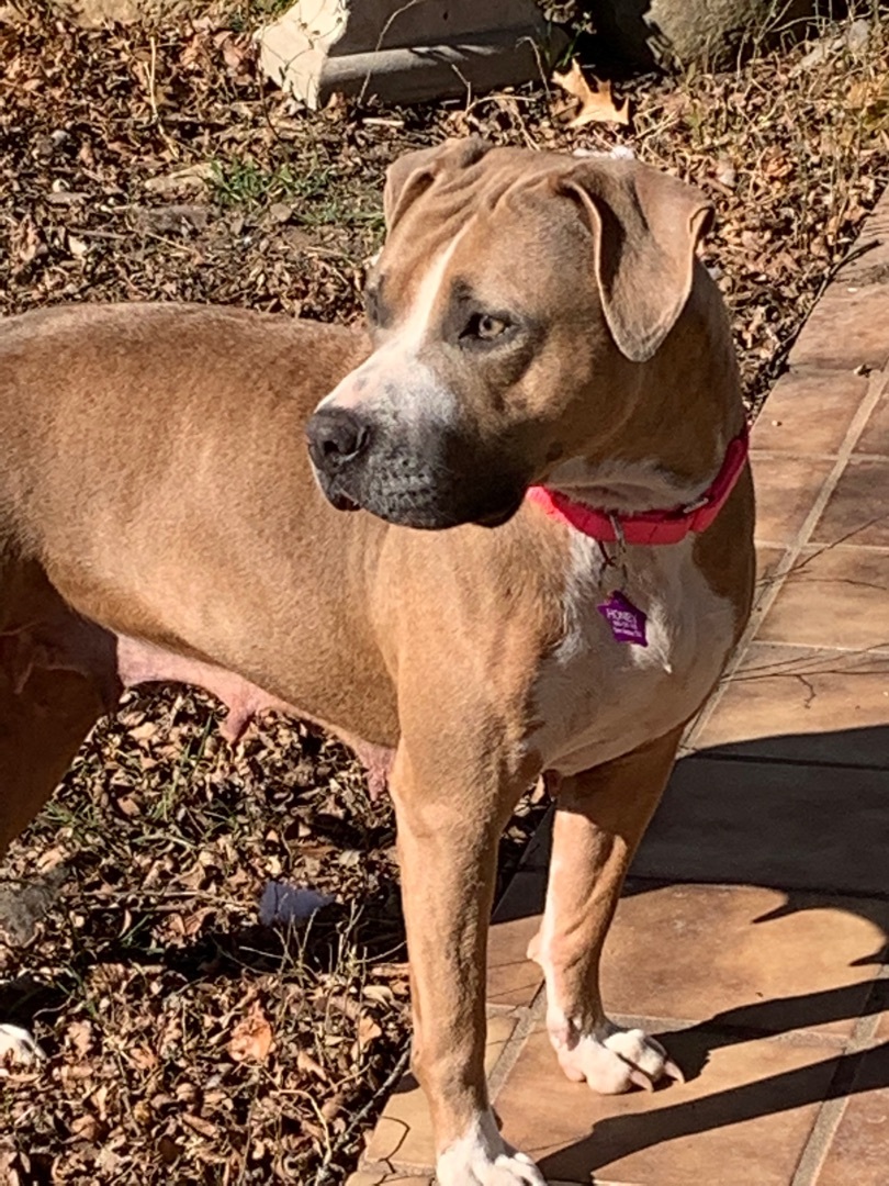 Honey, a Adopted mixed breed in San Saba, TX image 6/12