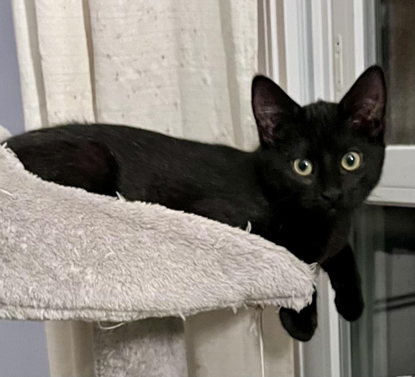 Ying, a ADOPTABLE Domestic Short Hair in Bethel, CT image 3/6