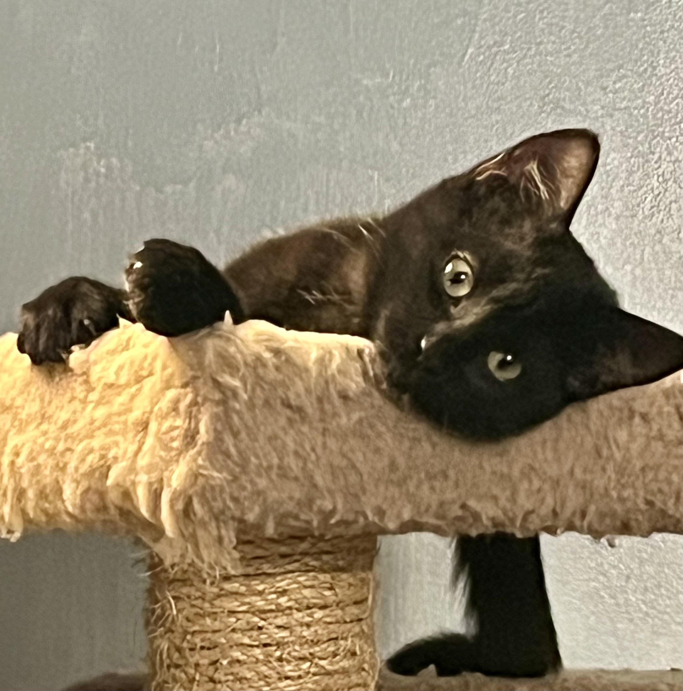 Ying, a ADOPTABLE Domestic Short Hair in Bethel, CT image 6/6