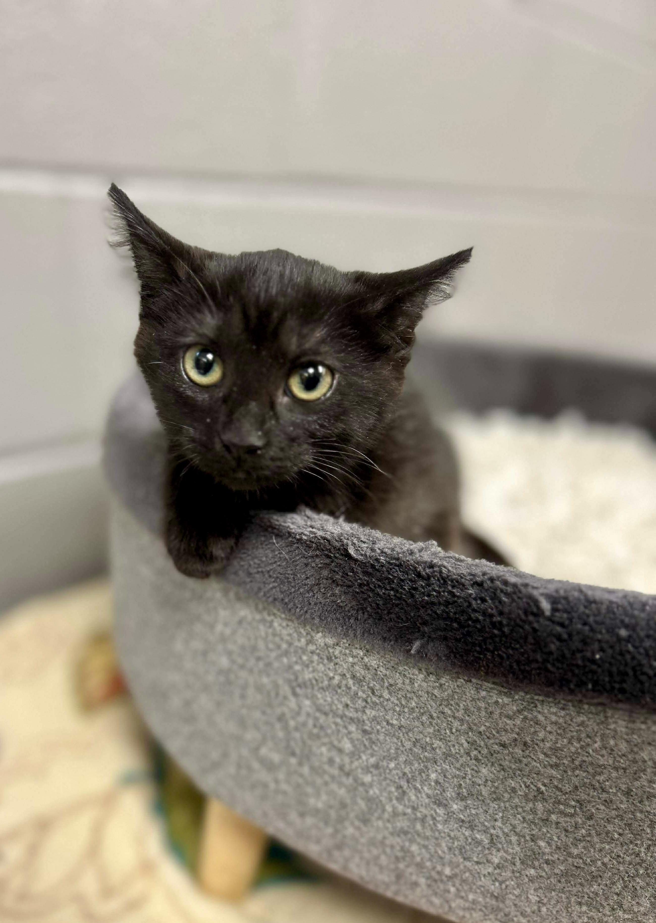 Ying, a ADOPTABLE Domestic Short Hair in Bethel, CT image 5/6