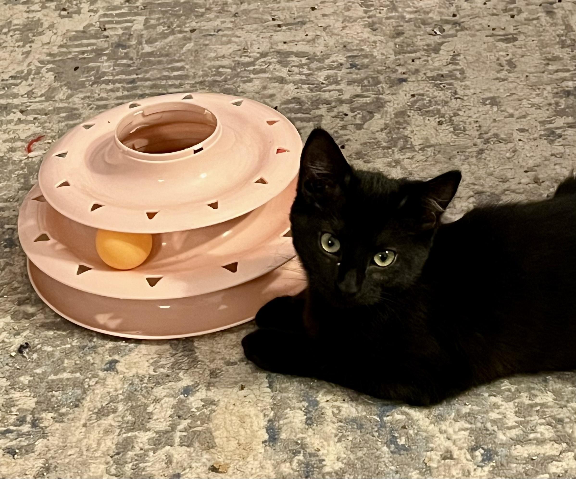 Ying, a ADOPTABLE Domestic Short Hair in Bethel, CT image 4/6