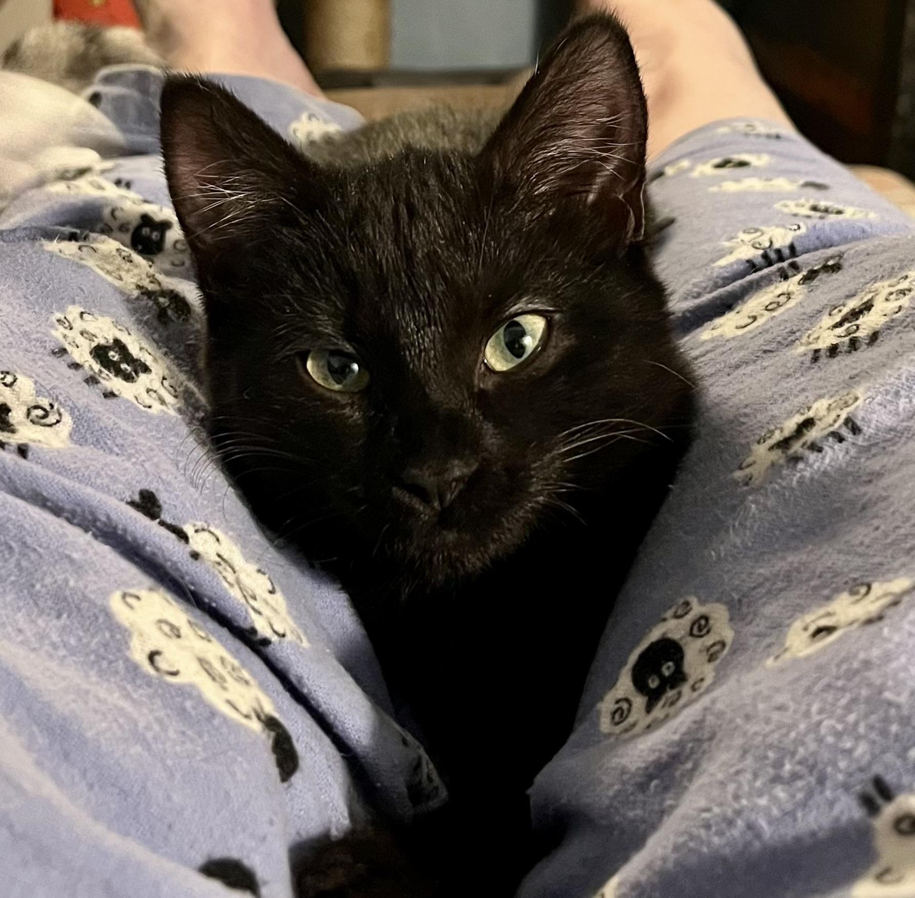 Ying — thumbnail 6