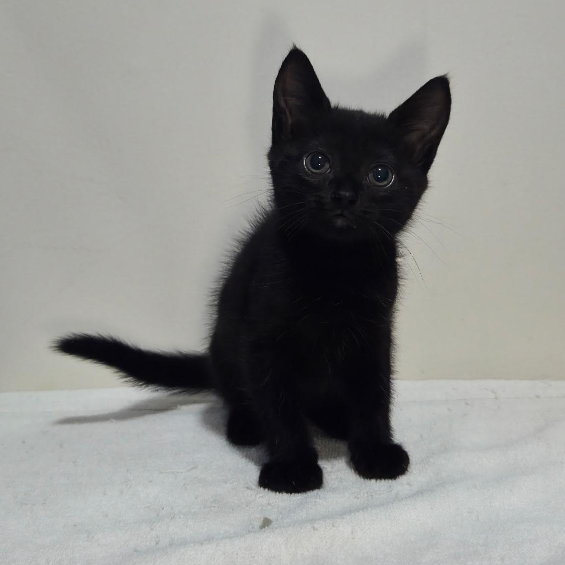 Aura -Preadoption ONLY, Adoptable, Kitten Male Domestic Short Hair.