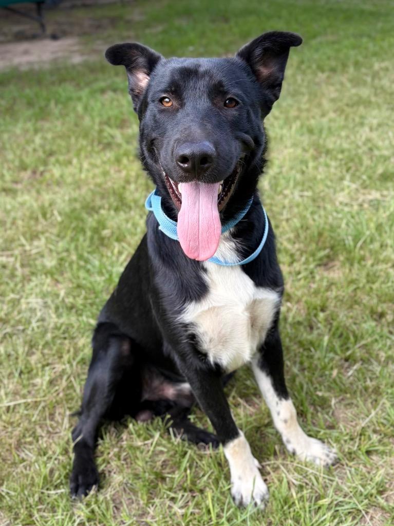 Bear, a Adoptable mixed breed in Nacogdoches, TX image 2/5