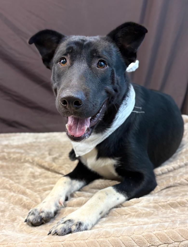 Bear, a Adoptable mixed breed in Nacogdoches, TX image 3/5