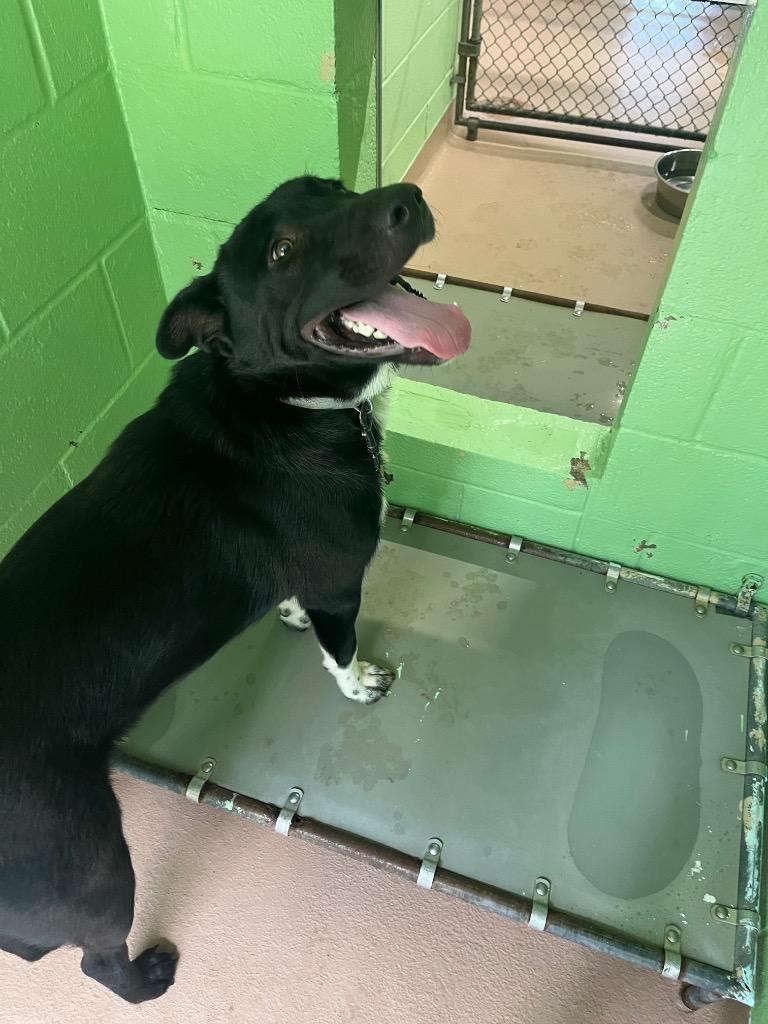 Bear, a Adoptable mixed breed in Nacogdoches, TX image 4/5