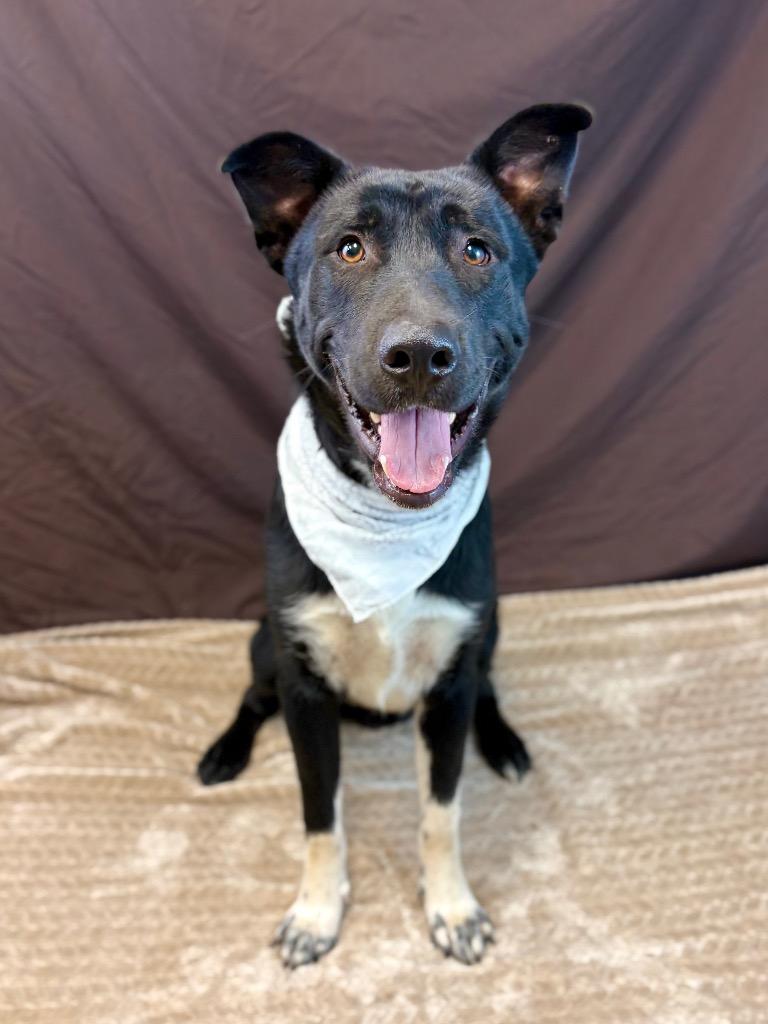 Bear, a Adoptable mixed breed in Nacogdoches, TX image 5/5