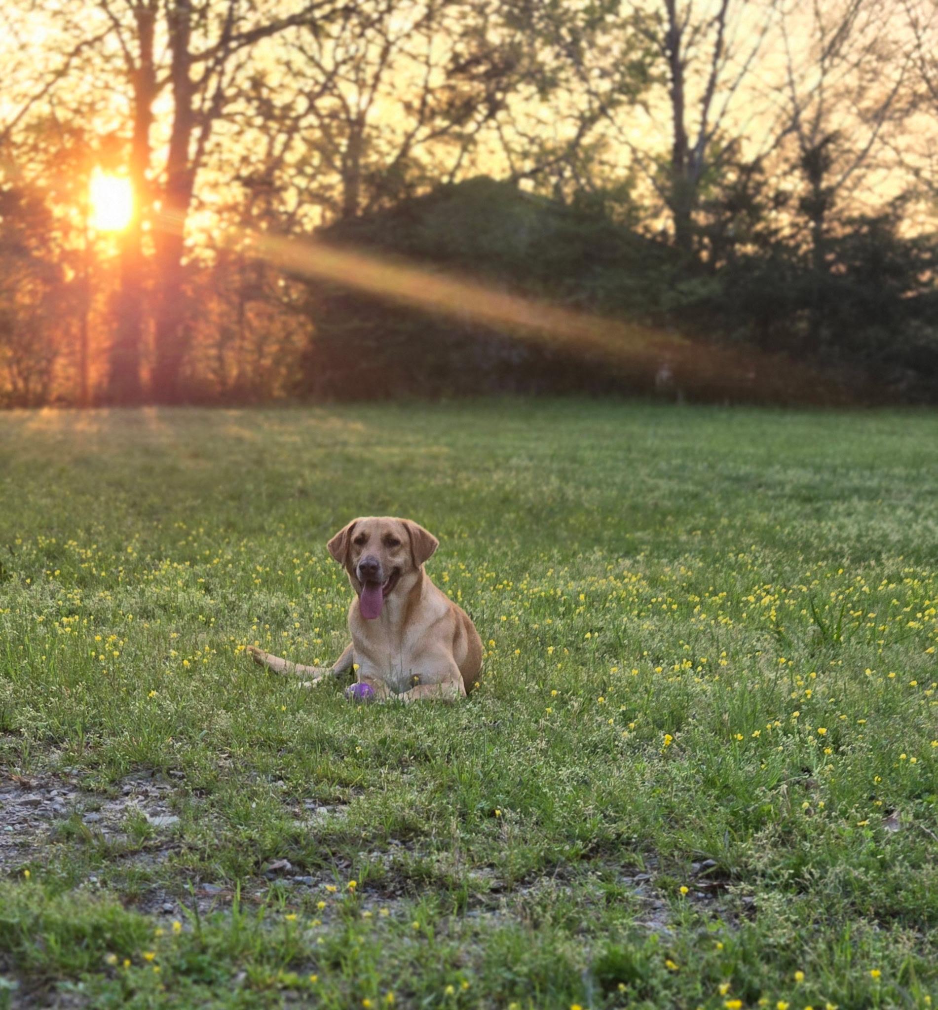 Lilly photo 3