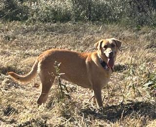 Lily, a Adoptable mixed breed in Little Rock, AR image 2/5