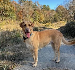 Lily, a Adoptable mixed breed in Little Rock, AR image 5/5