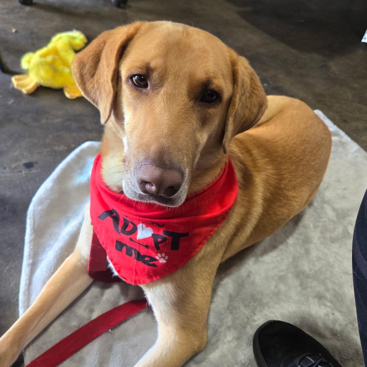 Lily, a Adoptable mixed breed in Little Rock, AR image 3/5