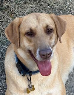 Lily, a Adoptable mixed breed in Little Rock, AR image 1/5