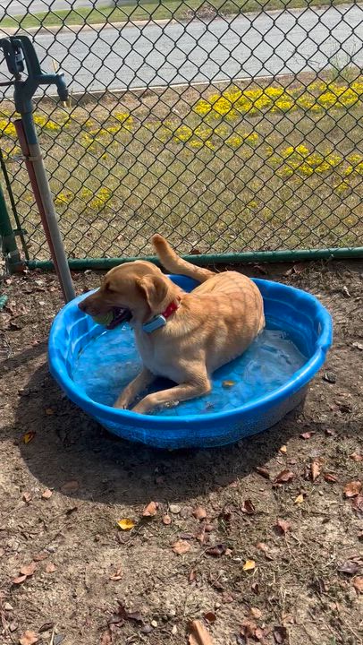 Enlarge Lily, a Adoptable mixed breed in Little Rock, AR video 4/5