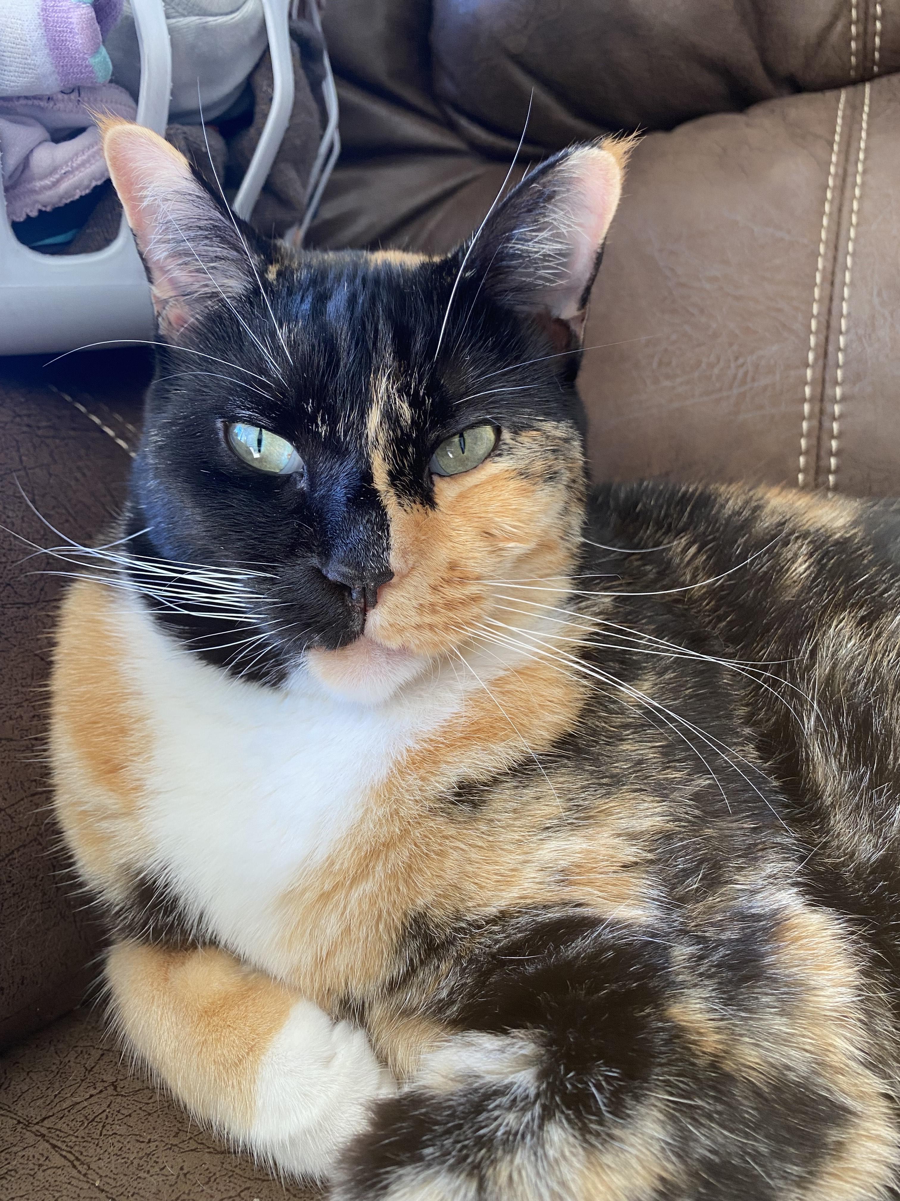 Enlarge Lola **COURTESY LISTING**CONTACT OWNER DIRECTLY**, a Adoptable mixed breed in Frisco, TX image 1/1