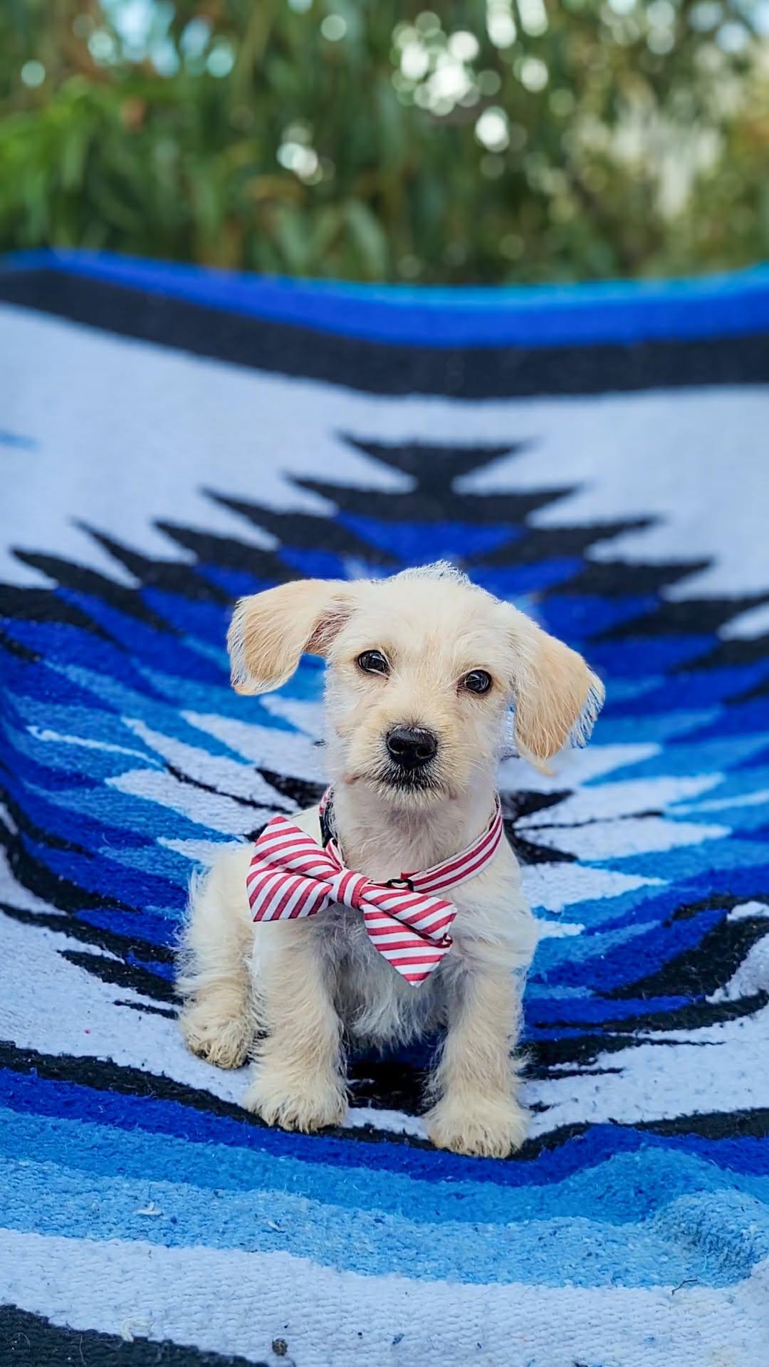 Enlarge Tupelo, an adopted mixed breed in Temecula, CA image 1/1