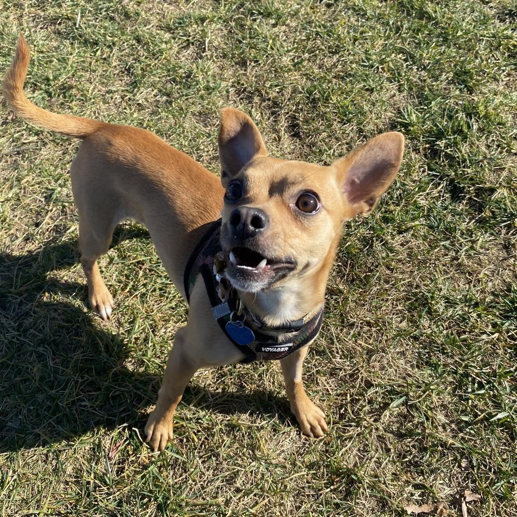 Chi Chi, Adoptable, Young Male Mixed Breed.
