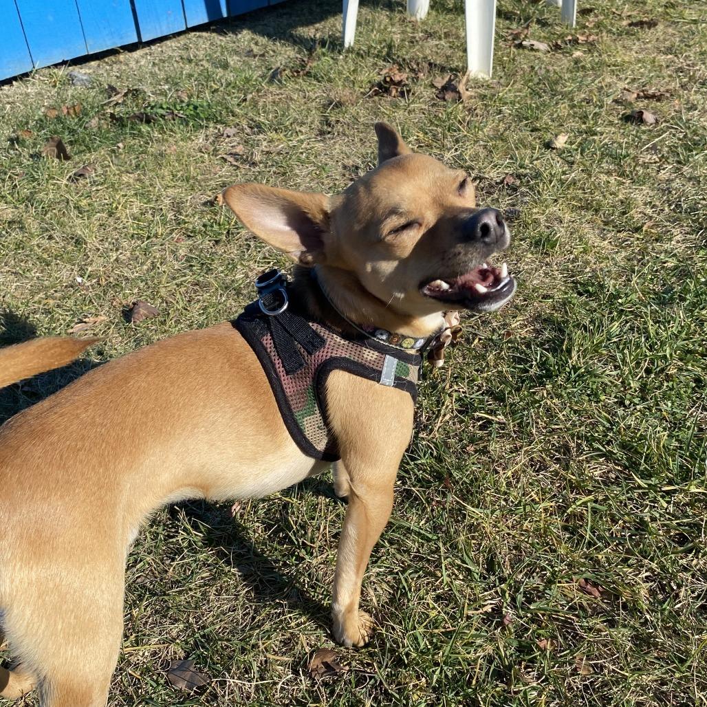 Enlarge Chi Chi, a Adoptable Mixed Breed in Fletcher, NC image 2/6