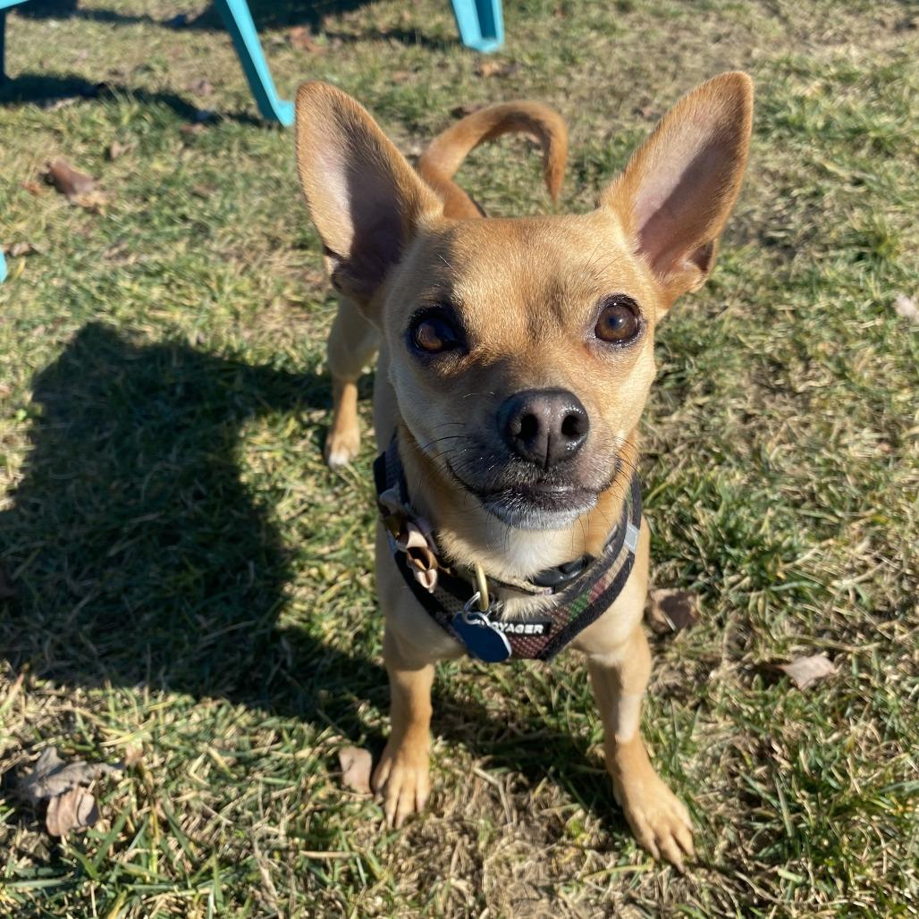 Enlarge Chi Chi, a Adoptable Mixed Breed in Fletcher, NC image 3/6