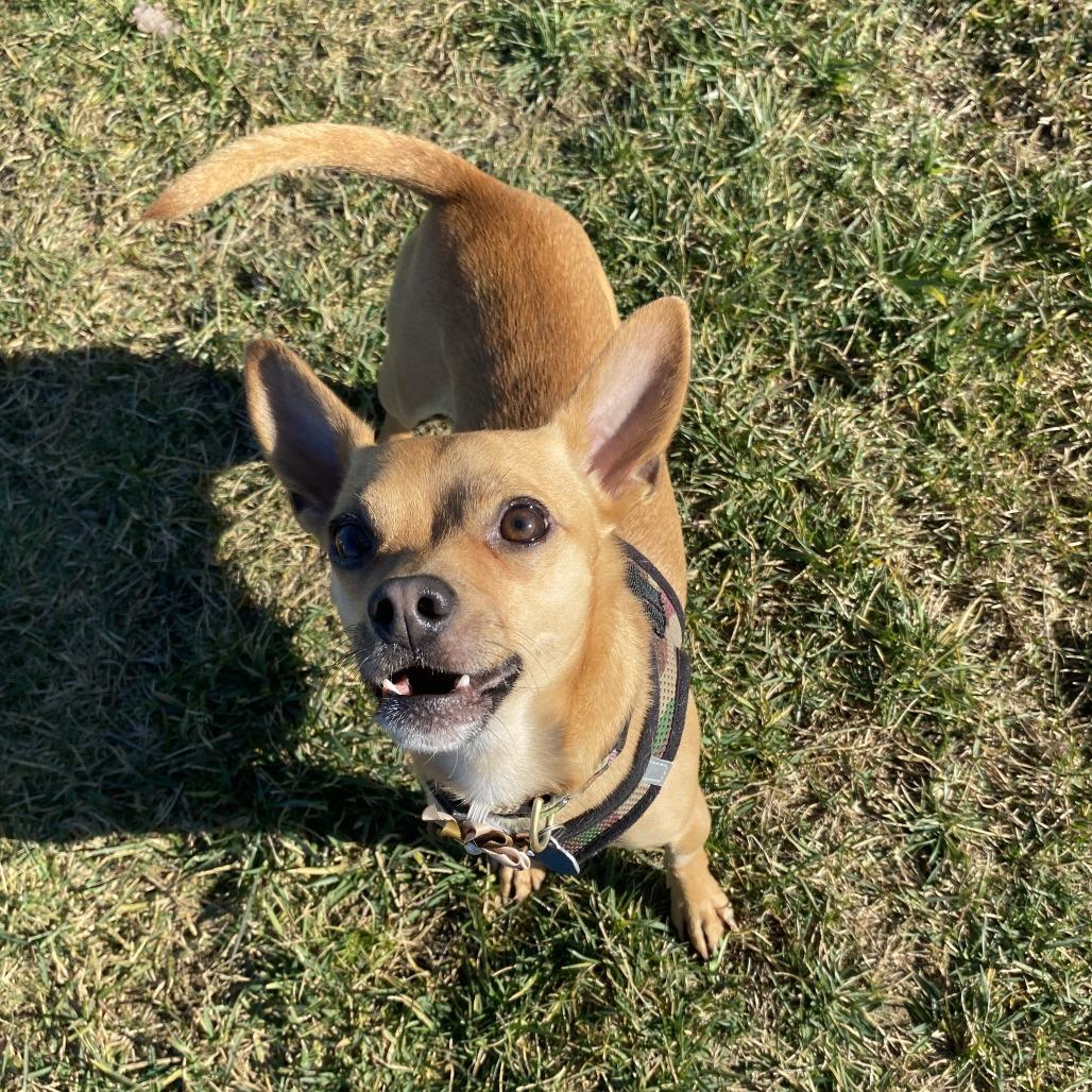 Enlarge Chi Chi, a Adoptable Mixed Breed in Fletcher, NC image 4/6