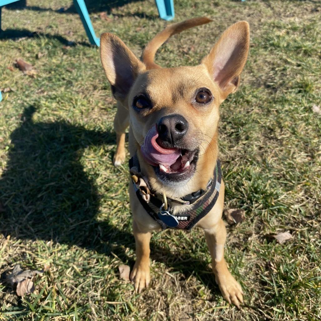 Enlarge Chi Chi, a Adoptable Mixed Breed in Fletcher, NC image 5/6