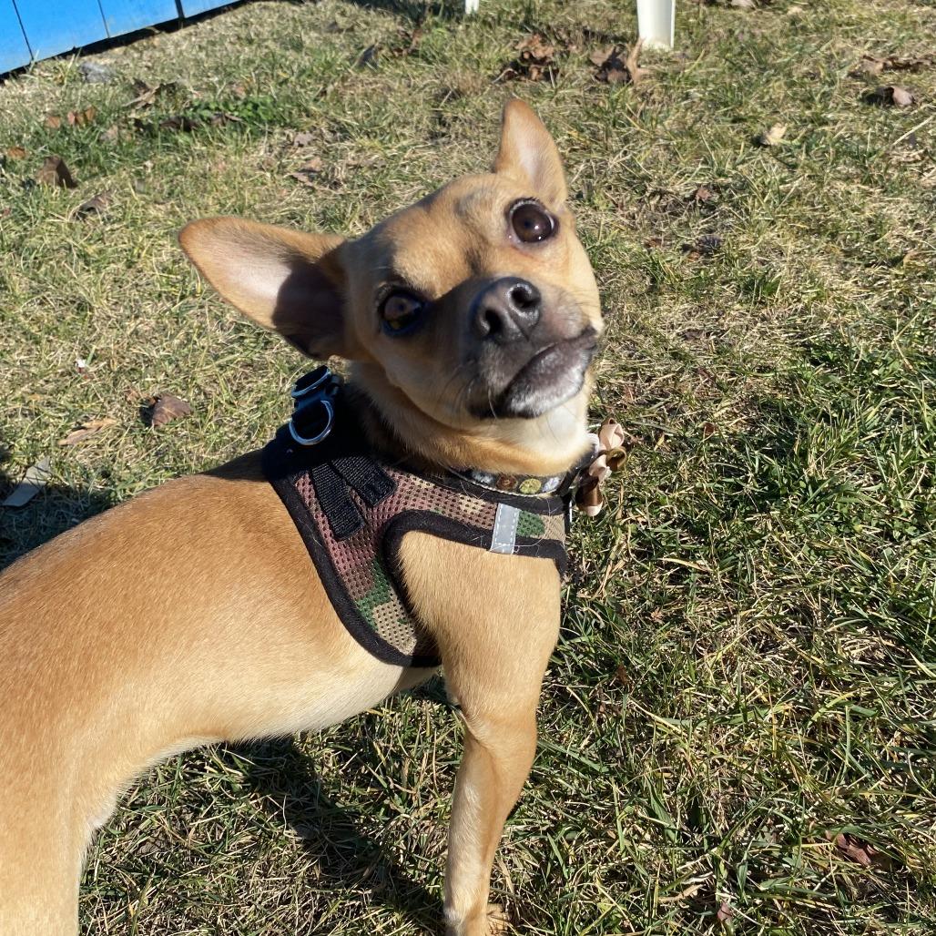 Enlarge Chi Chi, a Adoptable Mixed Breed in Fletcher, NC image 6/6