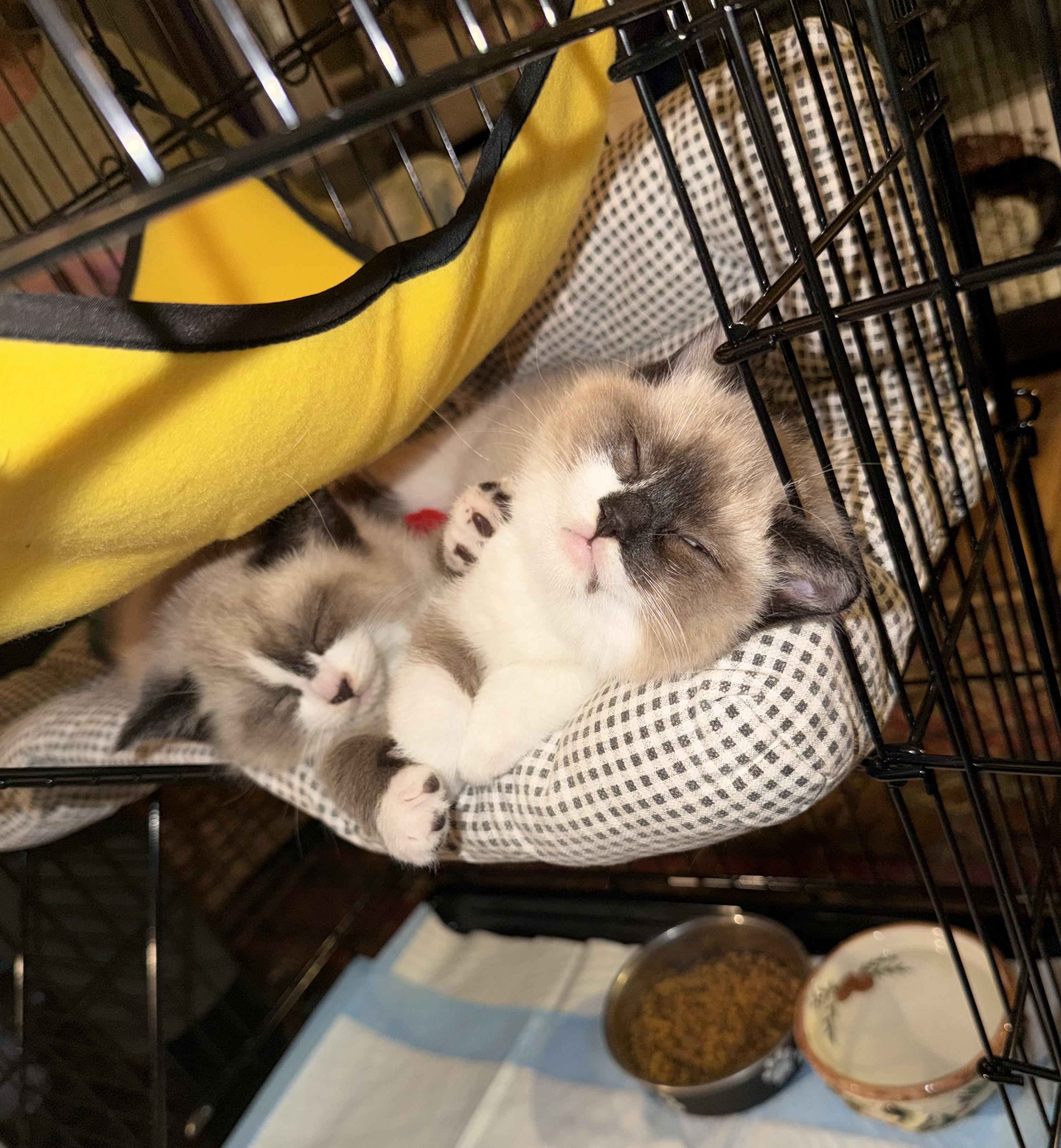 Enlarge Loki, a ADOPTABLE mixed breed in Toms River, NJ image 1/1