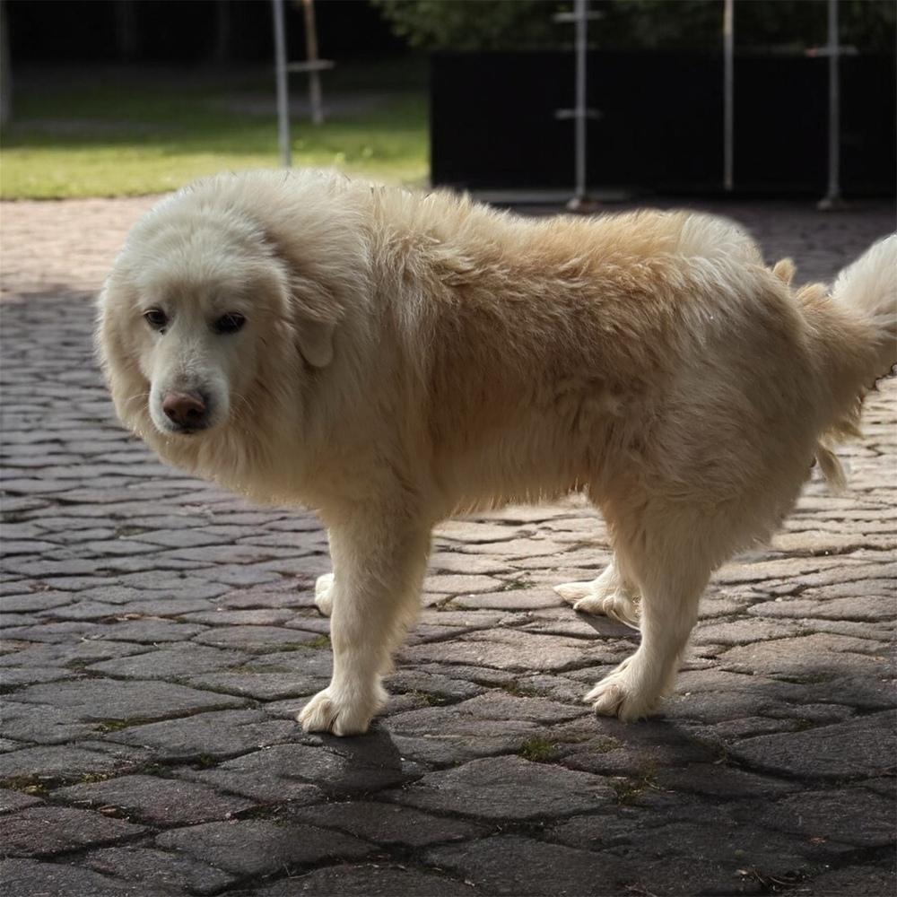 Enlarge Huck, a Adoptable Great Pyrenees in Brownstown, IN image 1/2