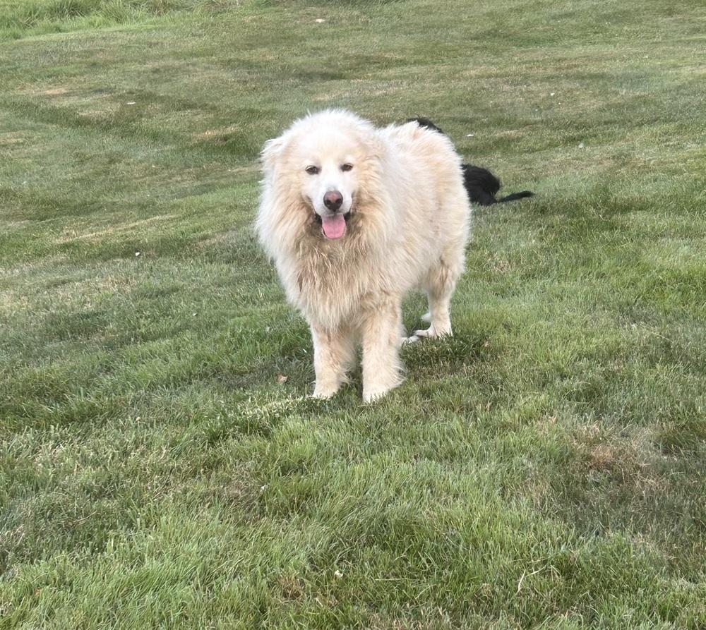 Enlarge Huck, a Adoptable Great Pyrenees in Brownstown, IN image 2/2