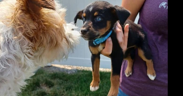 Merlin the Duck, Adoptable, Puppy Female Mixed Breed.