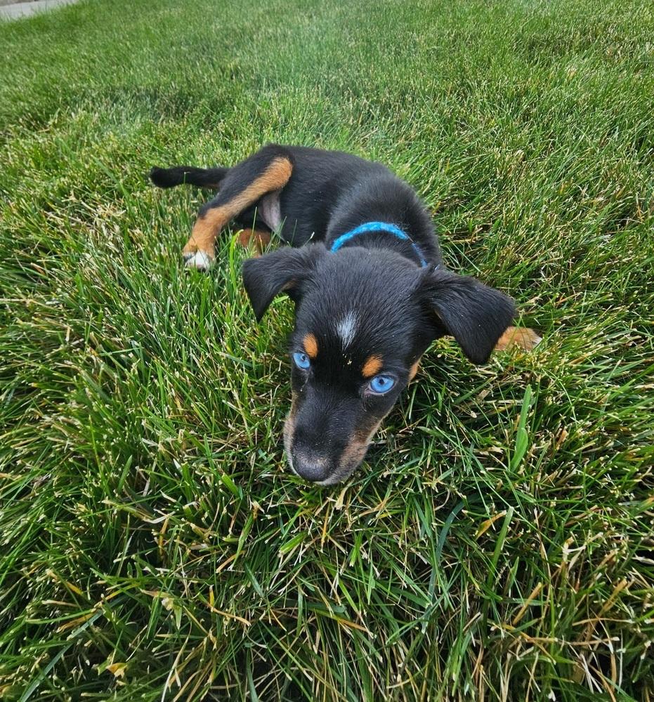 Merlin the Duck, a Adoptable mixed breed in Spokane, WA image 6/6