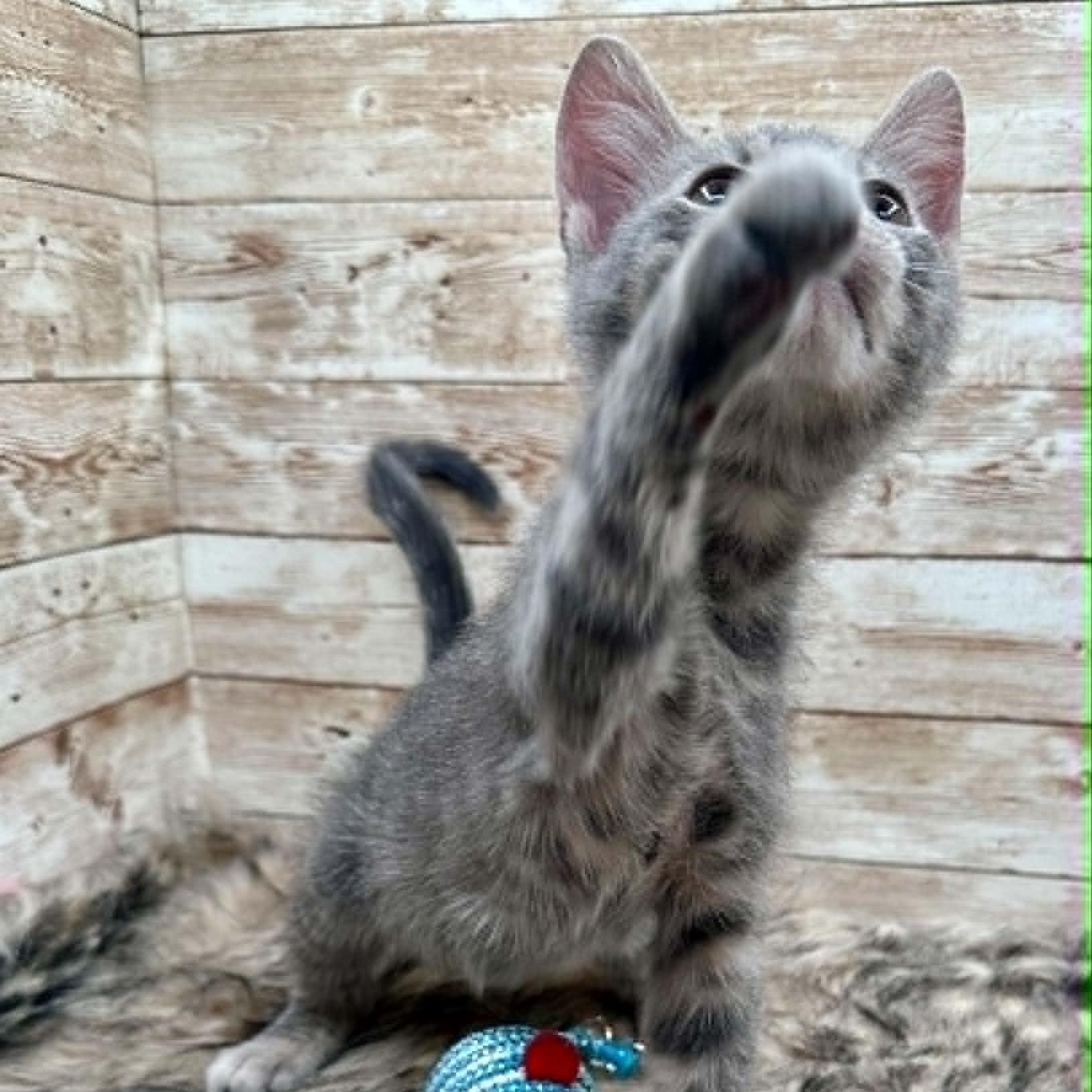 Enlarge Onion (also known as Orion), a Adoptable Domestic Short Hair in Lexington, KY image 3/3