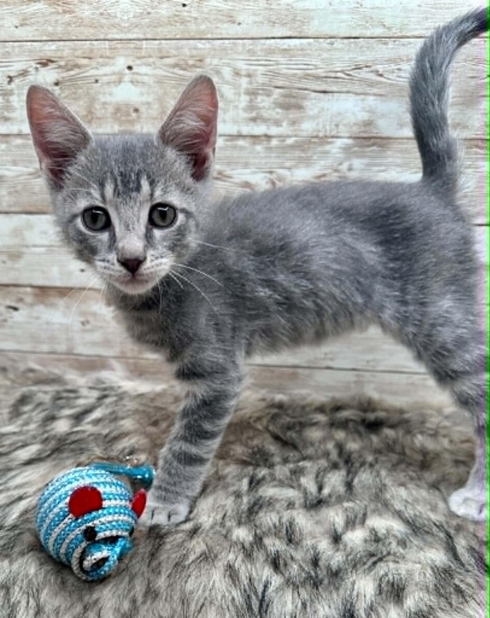 Enlarge Onion (also known as Orion), a Adoptable Domestic Short Hair in Lexington, KY image 2/3