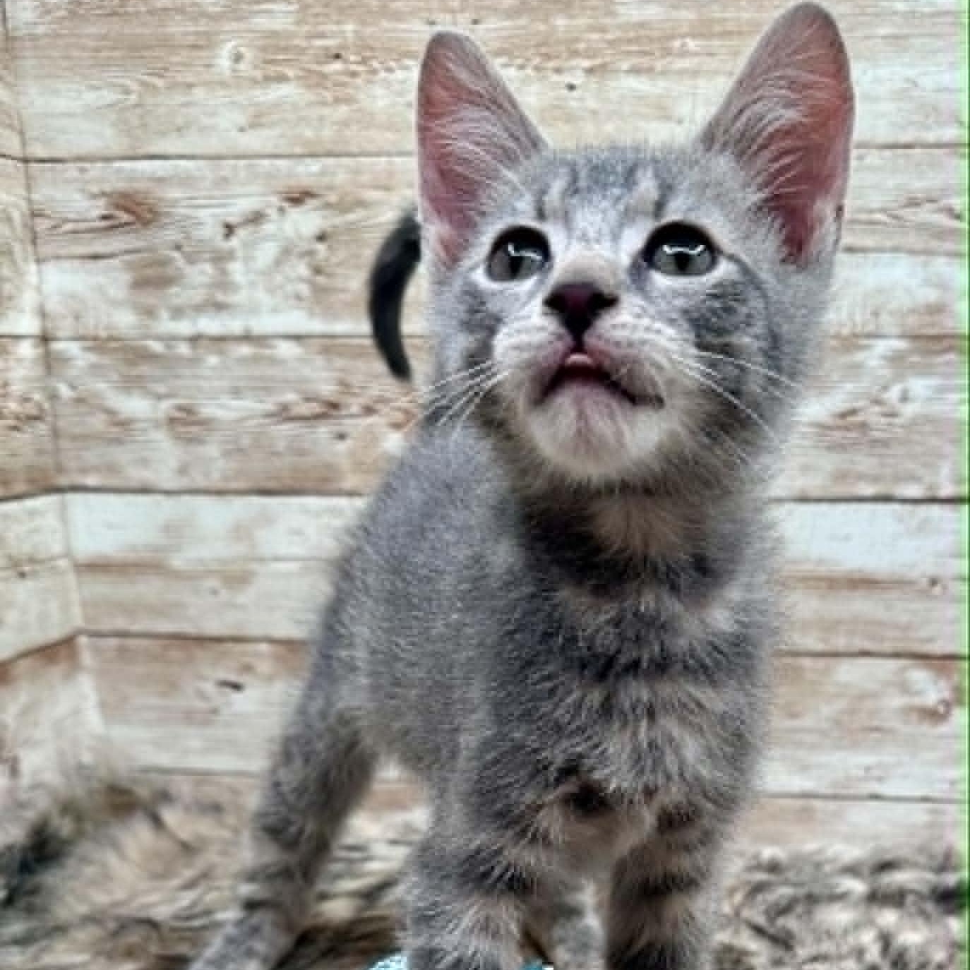 Onion (also known as Orion), Adoptable, Kitten Male Domestic Short Hair.