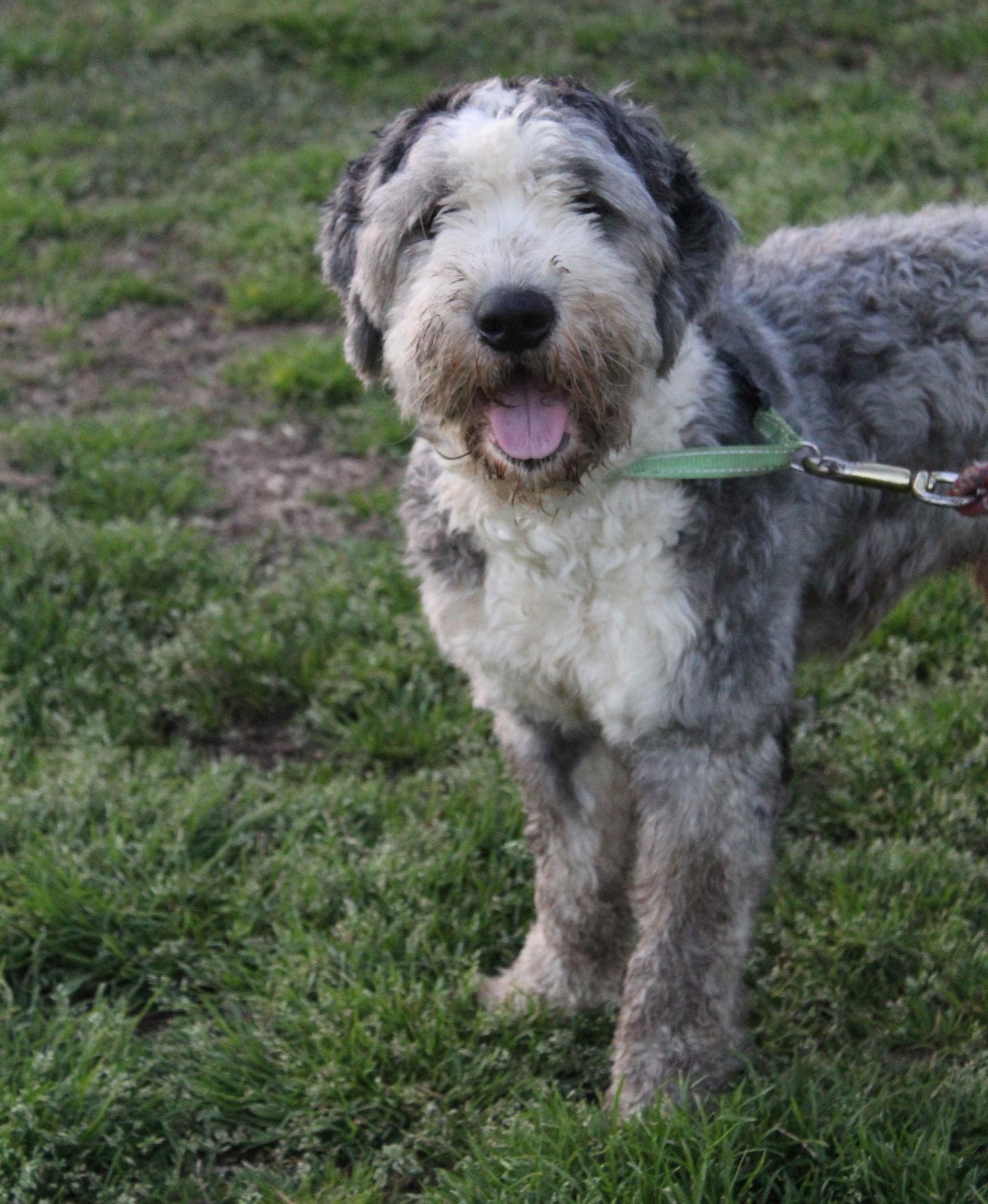 Aboo-Fully Vetted Aussie/Poodle Doodle $750, Adoptable, Young Male Australian Shepherd & Standard Poodle.