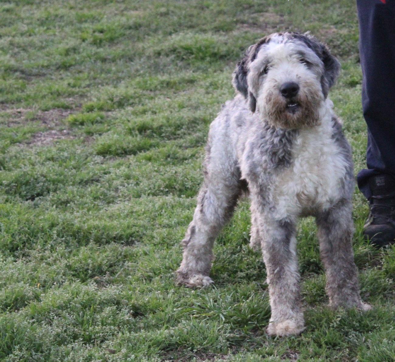 Enlarge Aboo-Fully Vetted Aussie/Poodle Doodle $575, a Adoptable mixed breed in Holly Hill, SC image 2/3
