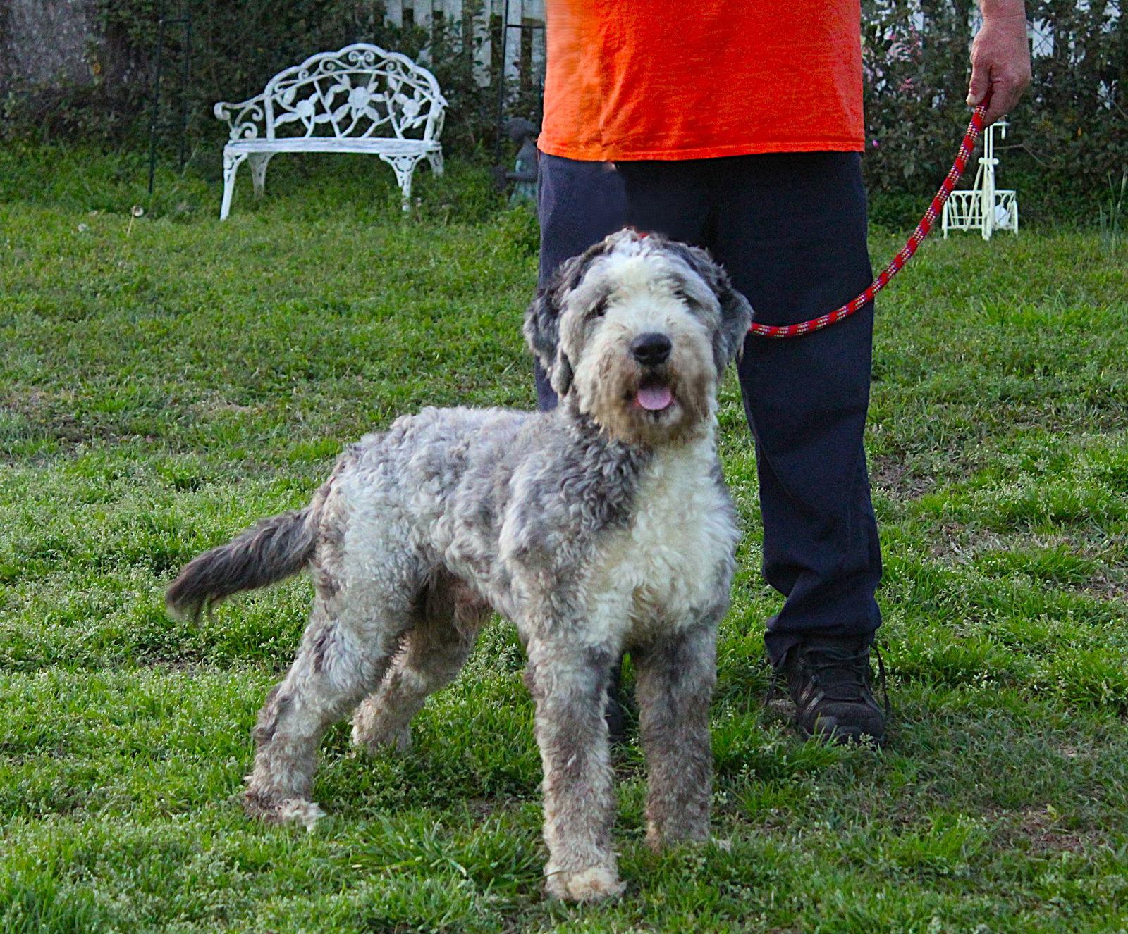 Enlarge Aboo-Fully Vetted Aussie/Poodle Doodle $575, a Adoptable mixed breed in Holly Hill, SC image 3/3
