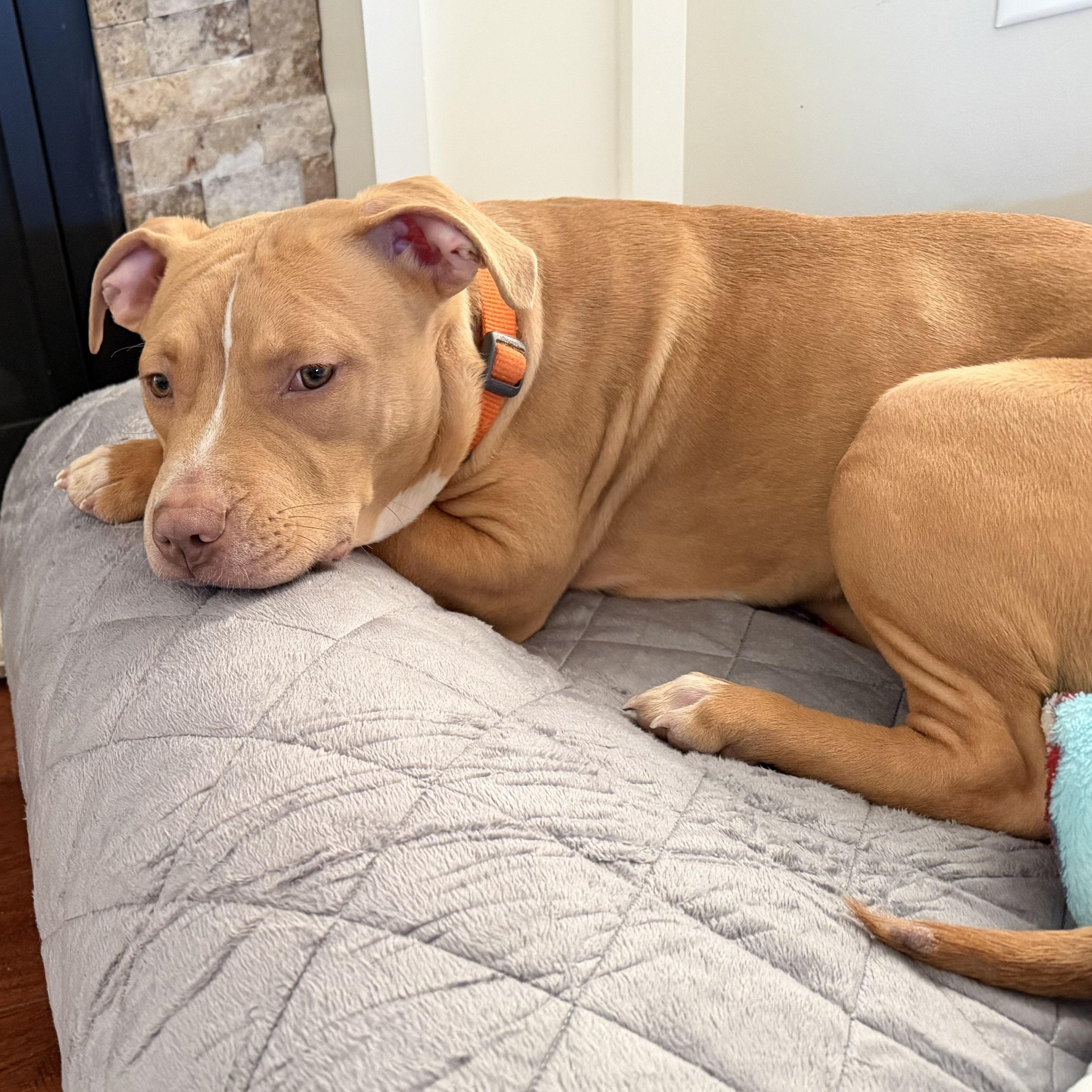 Enlarge Kaluu, an adopted mixed breed in Peotone, IL image 6/6