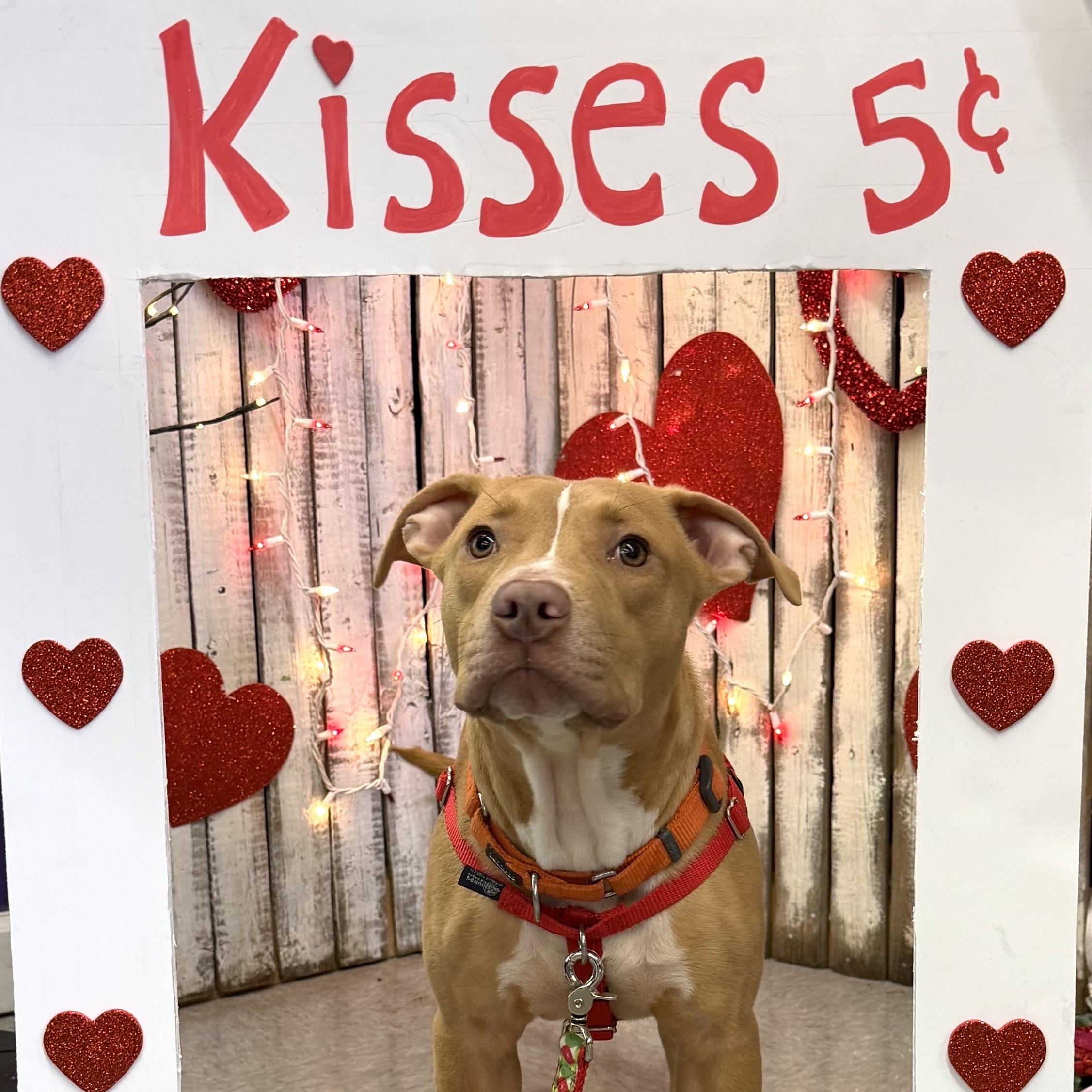 Kaluu, adopted, Young Male Pit Bull Terrier.