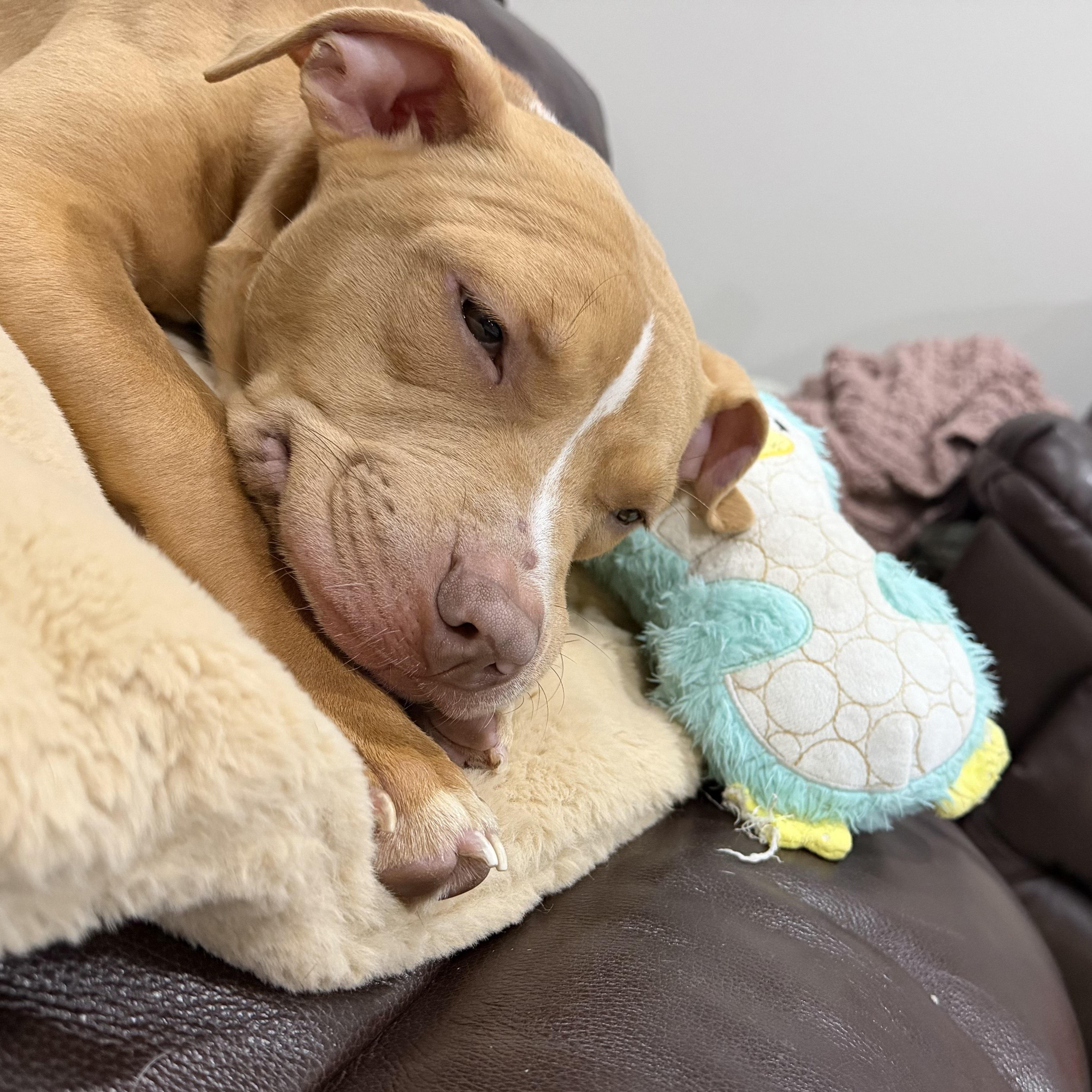 Enlarge Kaluu, an adopted mixed breed in Peotone, IL image 5/6