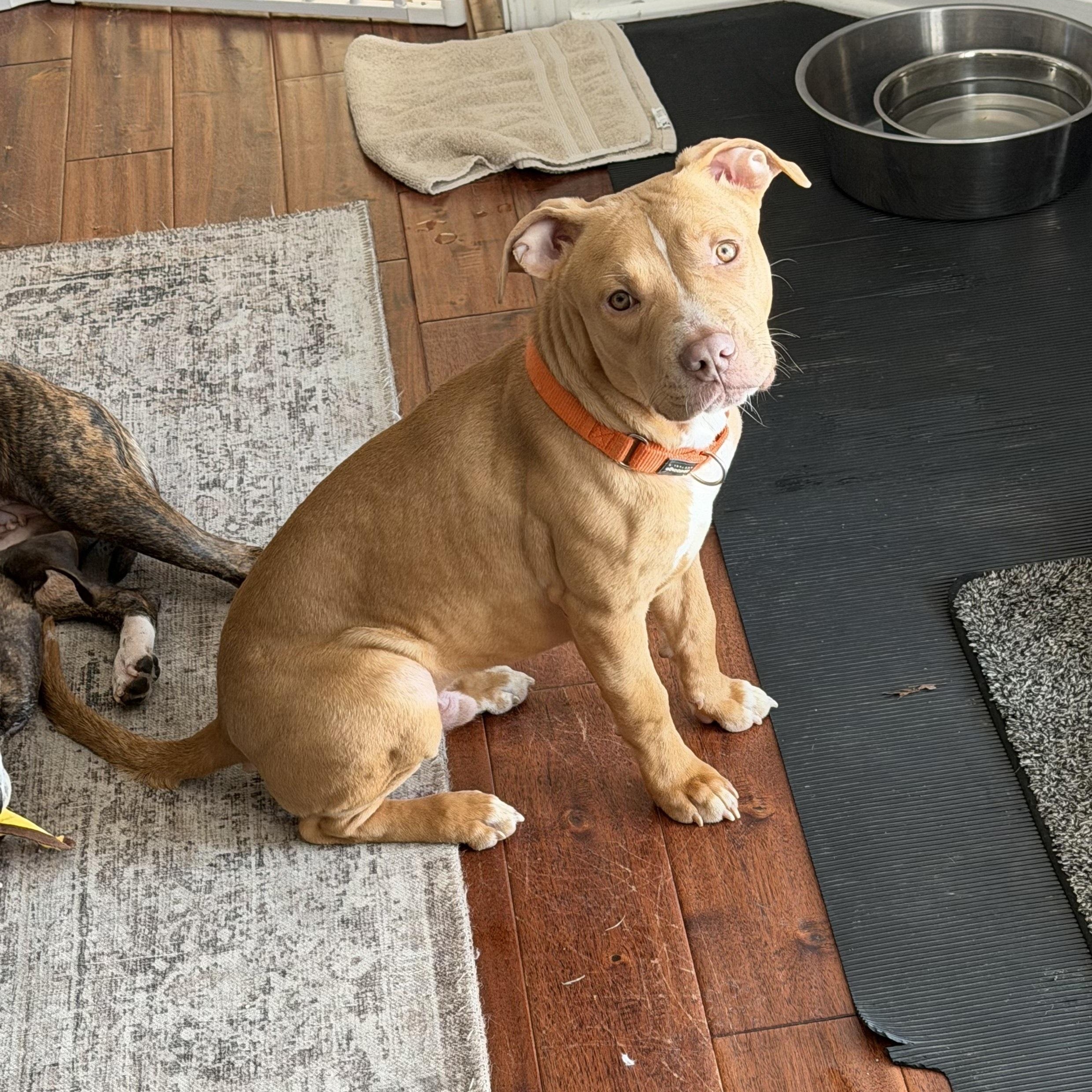 Enlarge Kaluu, an adopted mixed breed in Peotone, IL image 3/6