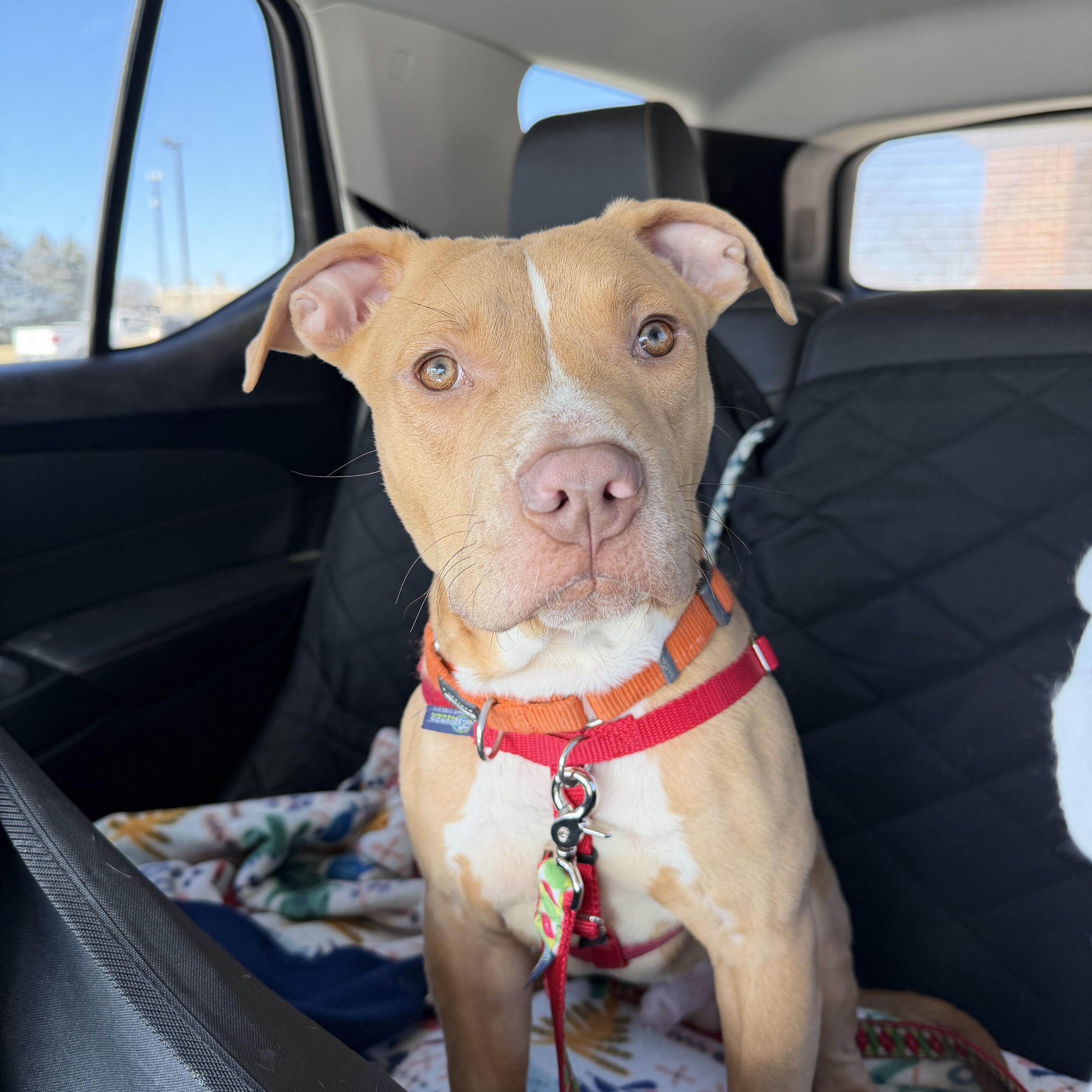 Enlarge Kaluu, an adopted mixed breed in Peotone, IL image 4/6