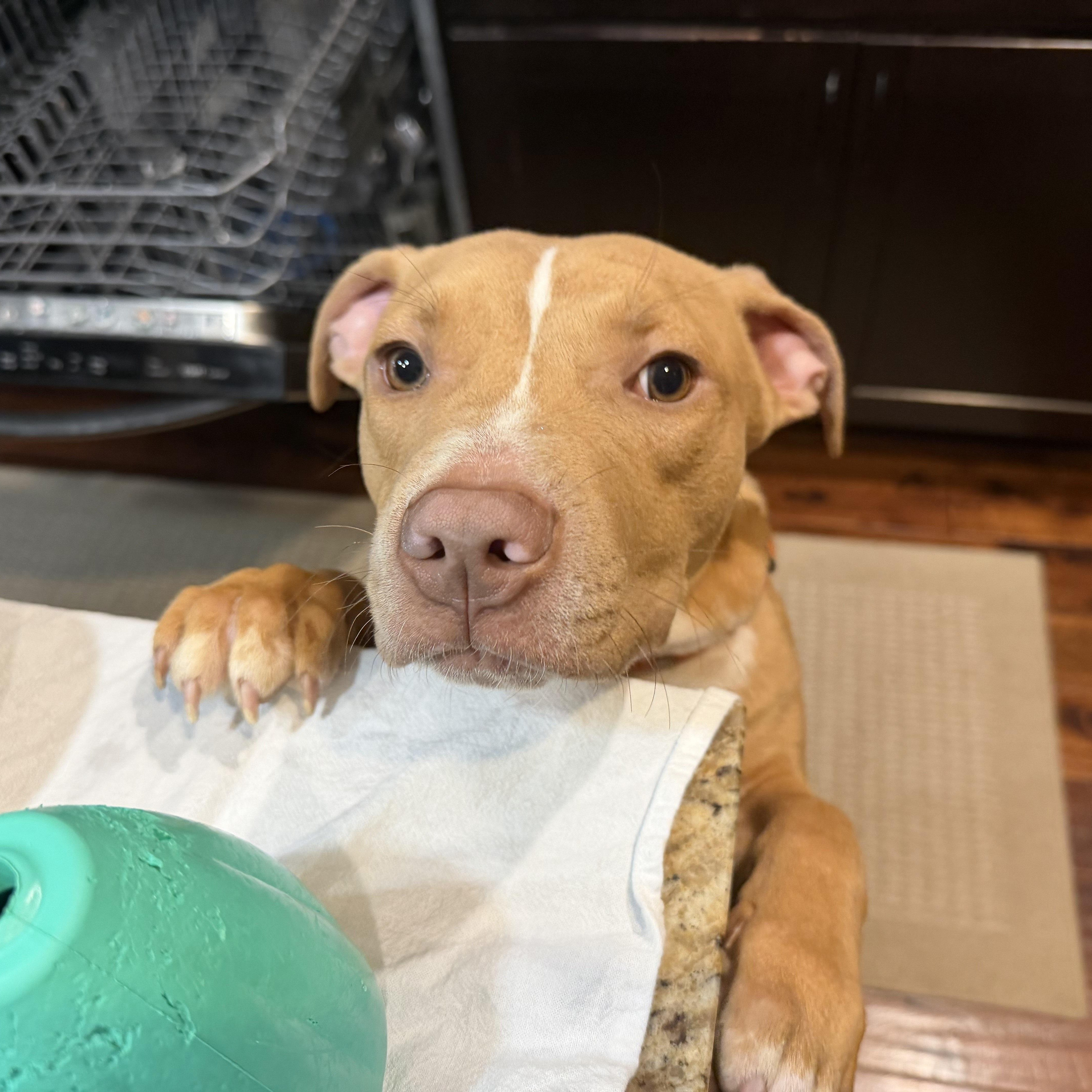 Enlarge Kaluu, an adopted mixed breed in Peotone, IL image 2/6