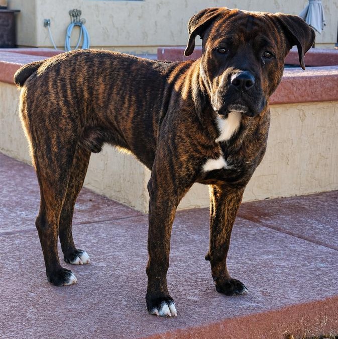 Enlarge Bruno, a ADOPTABLE mixed breed in Gilbert, AZ image 2/3