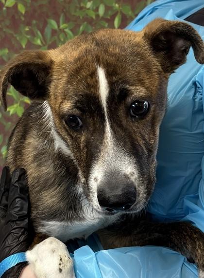 Willow — thumbnail 2