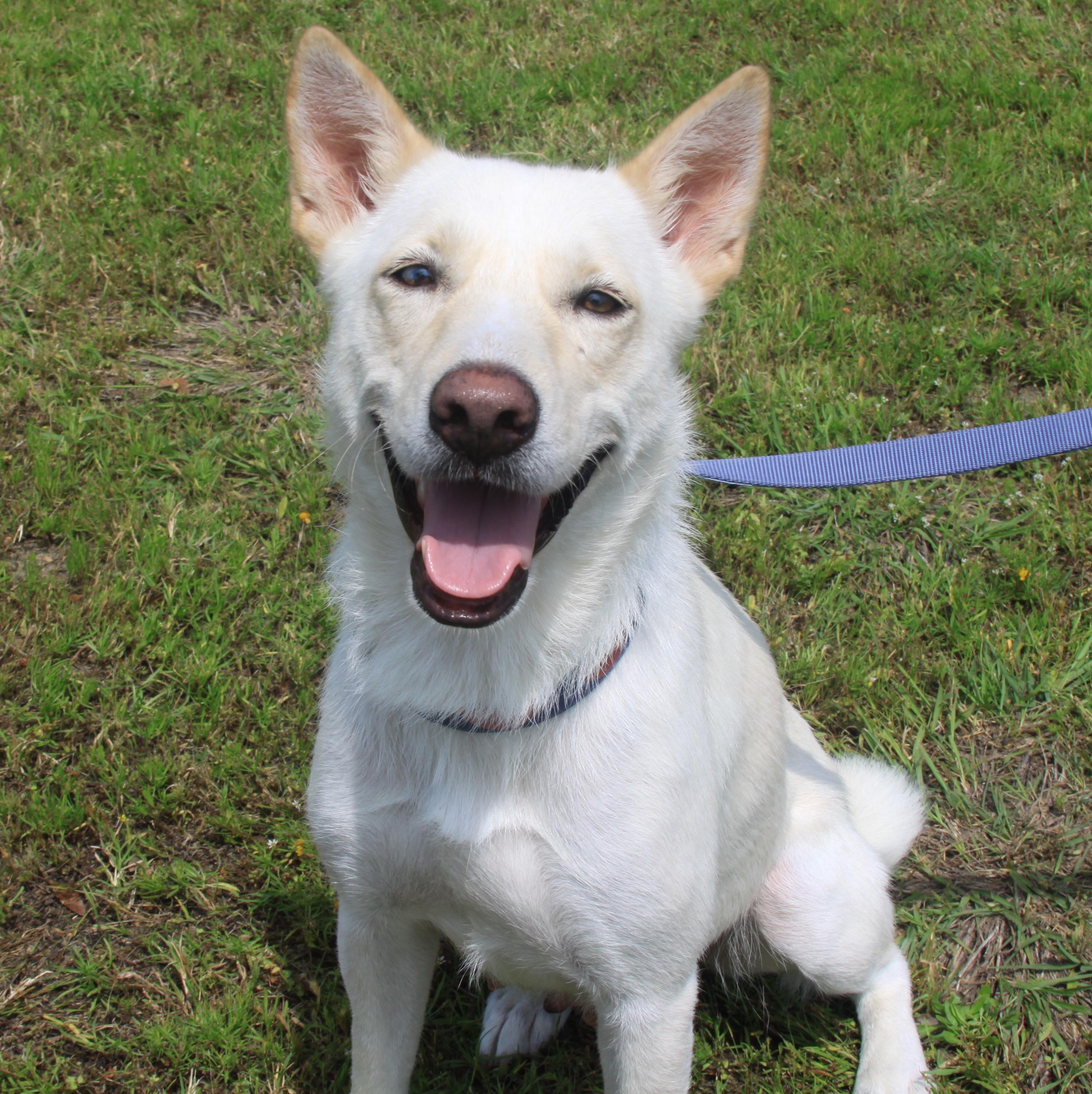 Snow, ADOPTABLE, Adult Female Shepherd & Husky.