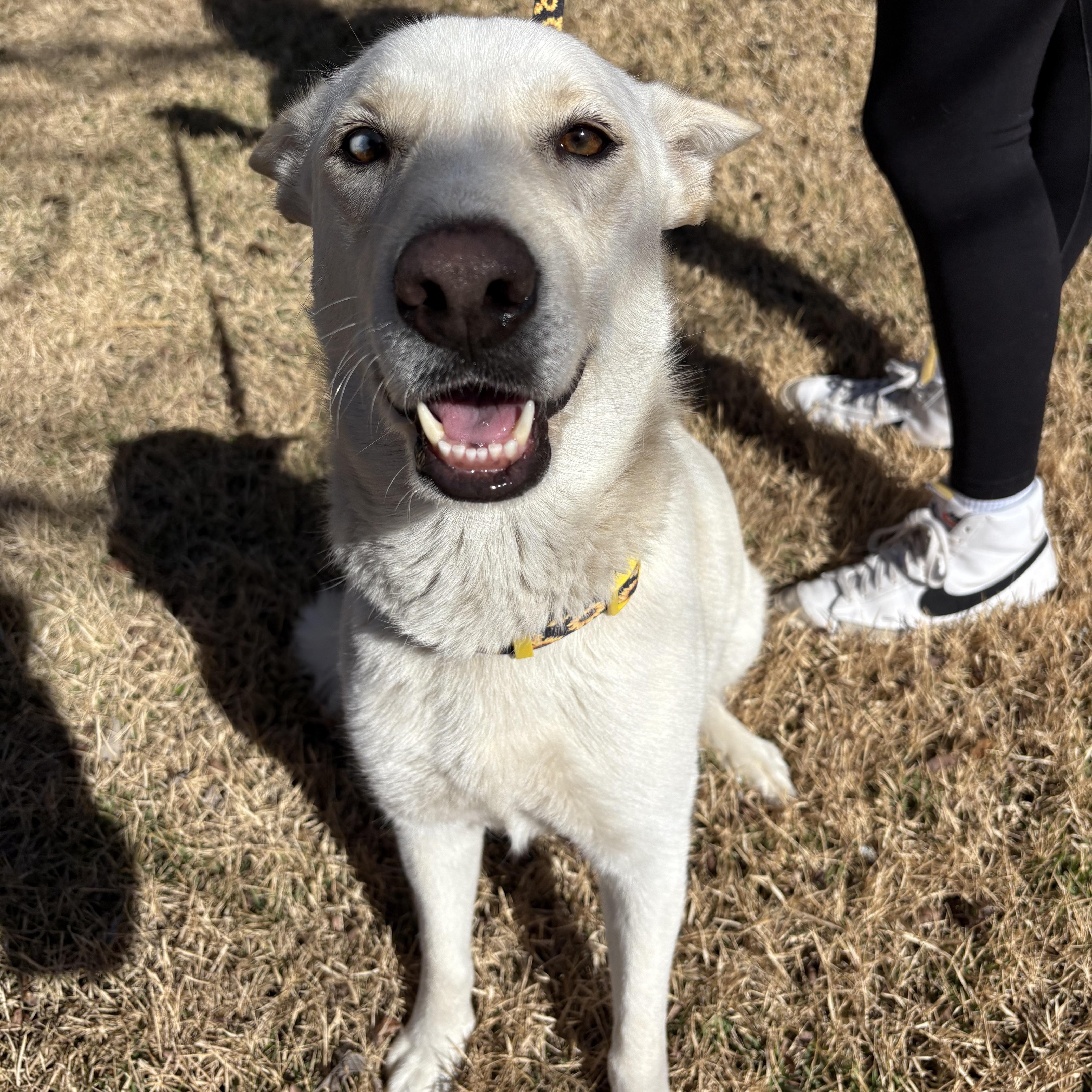 Enlarge Snow, a ADOPTABLE mixed breed in Bryan, TX image 2/3
